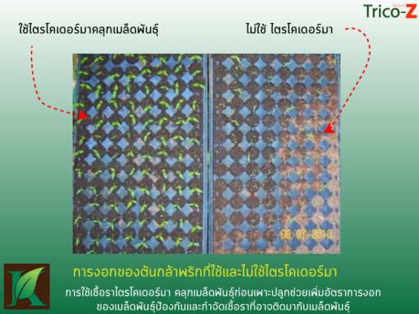 ไตรโคเดอร์มา คลุกเมล็ดพันธุ์