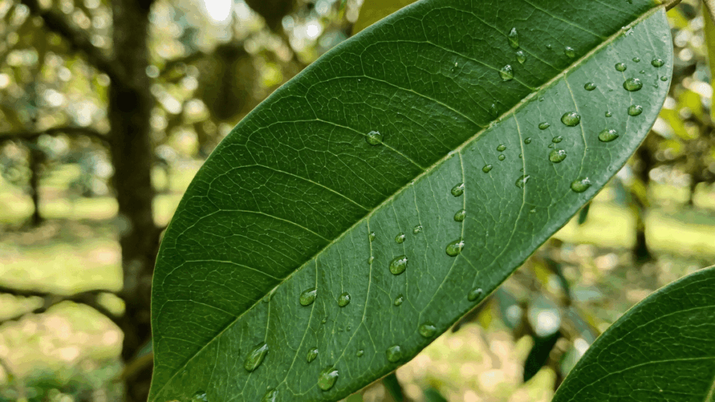 ภาพซูมใกล้ใบทุเรียนที่มีสีเขียวเข้มเป็นมันเงาและสุขภาพดีจากการได้รับธาตุแมกนีเซียมอย่างเพียงพอ ไม่มีอาการใบเหลือง