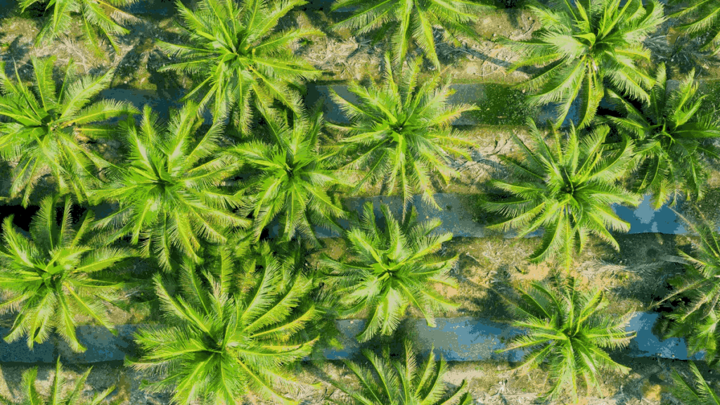 ภาพทัศนียภาพสวนทุเรียนและสวนปาล์มน้ำมันที่สมบูรณ์ใบเขียวขจีภายใต้แสงแดดยามเช้า สื่อถึงผลลัพธ์การใช้ปุ๋ยแมกนีเซียมซัลเฟตในเกษตรสมัยใหม่