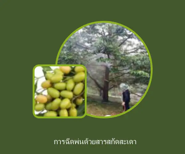 การใช้สารสะเดาป้องกันแมลงในสวนทุเรียน