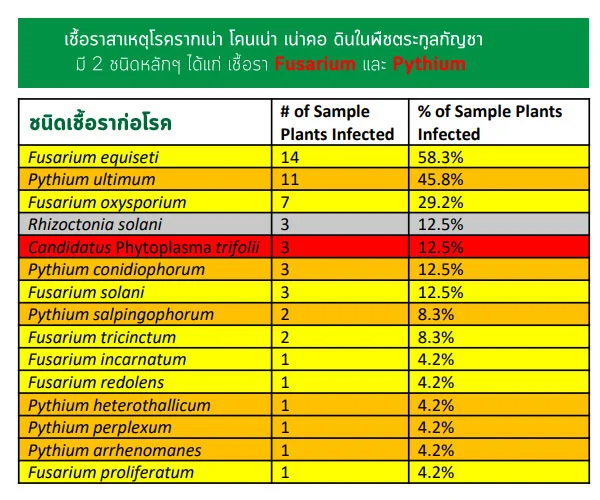 ราสาเหตุ กัญชารากเน่า โคนเน่า เน่าคอดิน