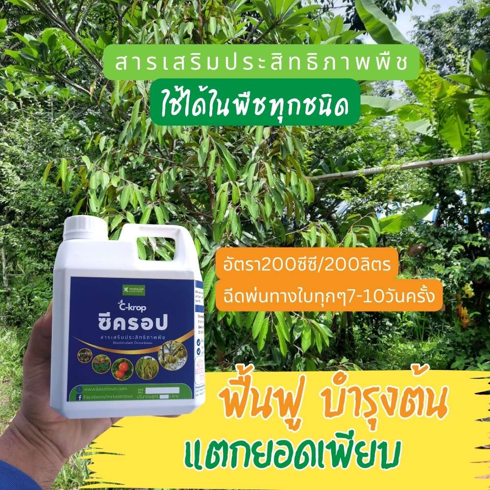 สูตรบำรุงทุเรียนเล็กให้แตกยอด