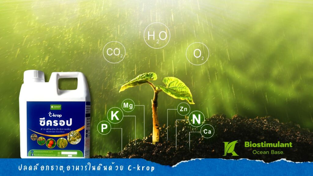 Unlock soil nutrients with C-krop ปลดล็อกธาตุอาหารในดินด้วย C-krop