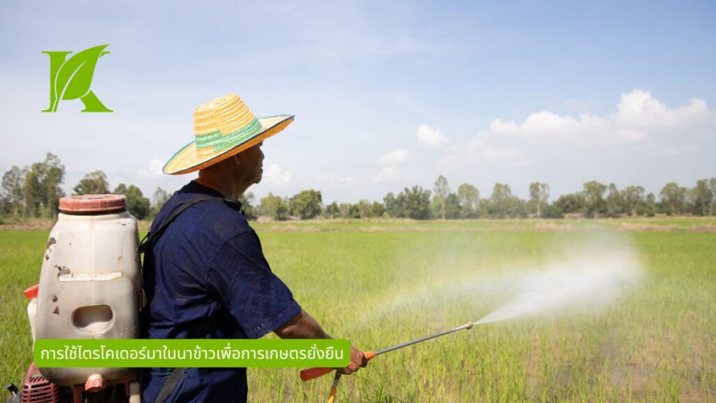 การใช้ไตรโคเดอร์มาในนาข้าวเพื่อการเกษตรยั่งยืนในประเทศไทย