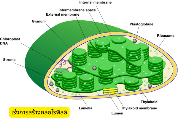 กรดอะมิโนช่วยเร่งการสร้างคลอโรฟิลในพืช ทำให้ใบเขียวเข้มและสมบูรณ์