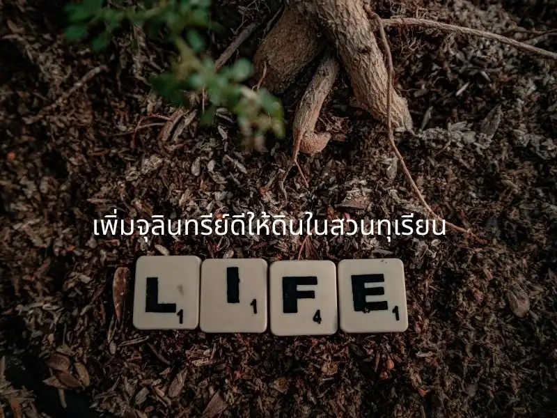 จุลินทรีย์ปลาหมักสำหรับดินทุเรียน