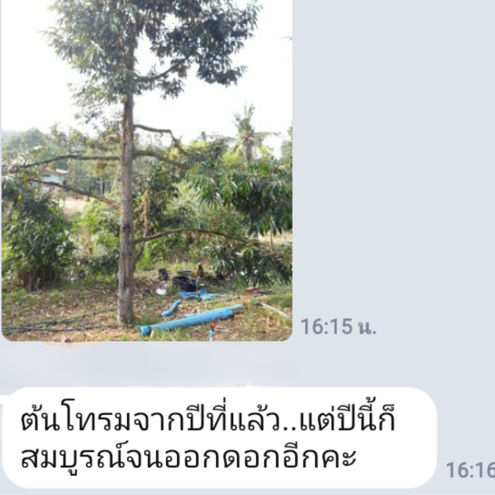 จากต้นทุเรียนที่โทรมมาหลายปี