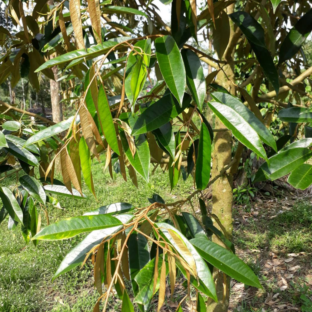 หลังใช้ใปช่วงหนึ่งใบเริ่มคลี่